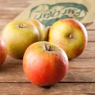 Apfel Geheimrat Dr. Oldenburg