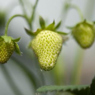 Erdbeeren GRÜN 500g-Schale