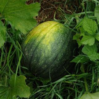 Wassermelonen Mini 1-2kg