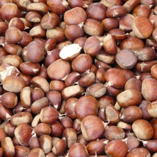 Esskastanien, große 35-50 St/ Kg
