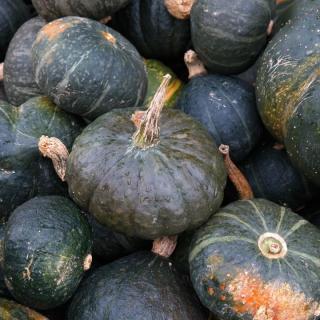 Kürbis Hidemi samenfest  ´500-950g