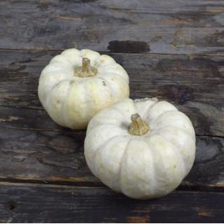 Kürbis Flat White Boer