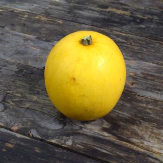 Kürbis Spaghetti "Small Wonder"