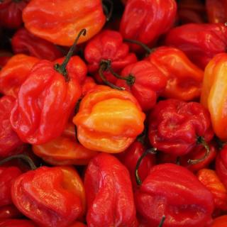 Chili Habanero
