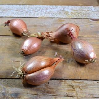 Echalion / Bananenschalotten lose 30/50