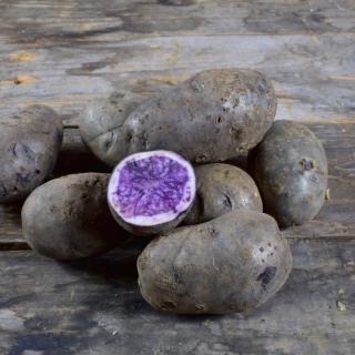 Kartoffel Blaue Anneliese