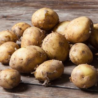 Frühkartoffeln Agria vfk ÜBERGRÖSSE
