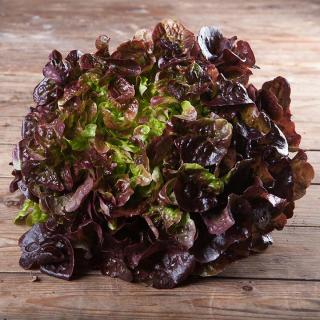 Salat Eichblatt rot samenfest