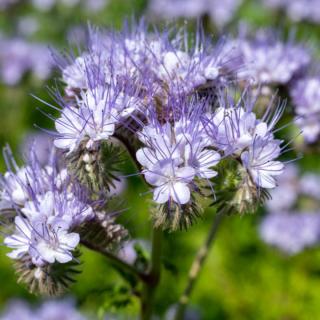 Blüten Phacelia