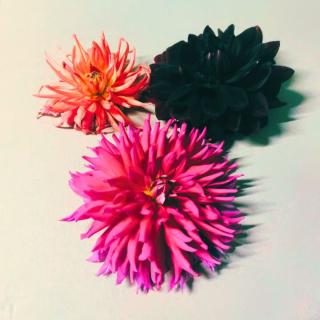 Blüten Dahlien GROSS (essbar)