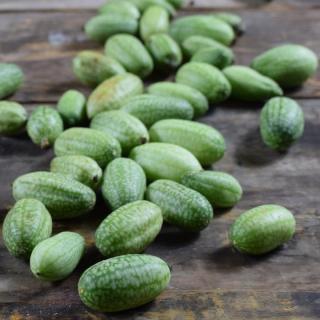 Mexikanische Zwerggurke