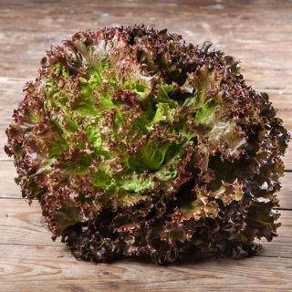 Salat Batavia ROT samenfest