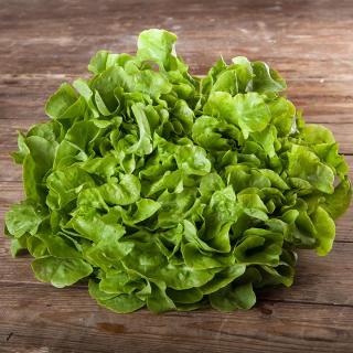 Salat Eichblatt grün samenfest