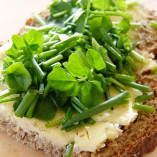 Brunnenkresse samenfest ´40g